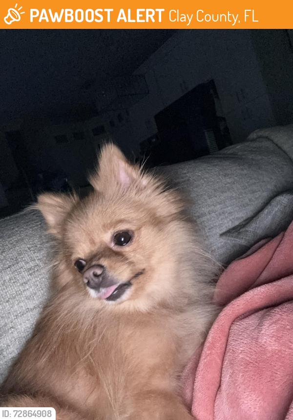 Found/Stray Female Dog last seen Middle of the street, Clay County, FL 32068