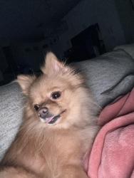 Found/Stray Female Dog last seen Middle of the street, Clay County, FL 32068