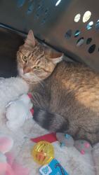 Lost Female Cat last seen Dryden road , Dryden, MI 48428