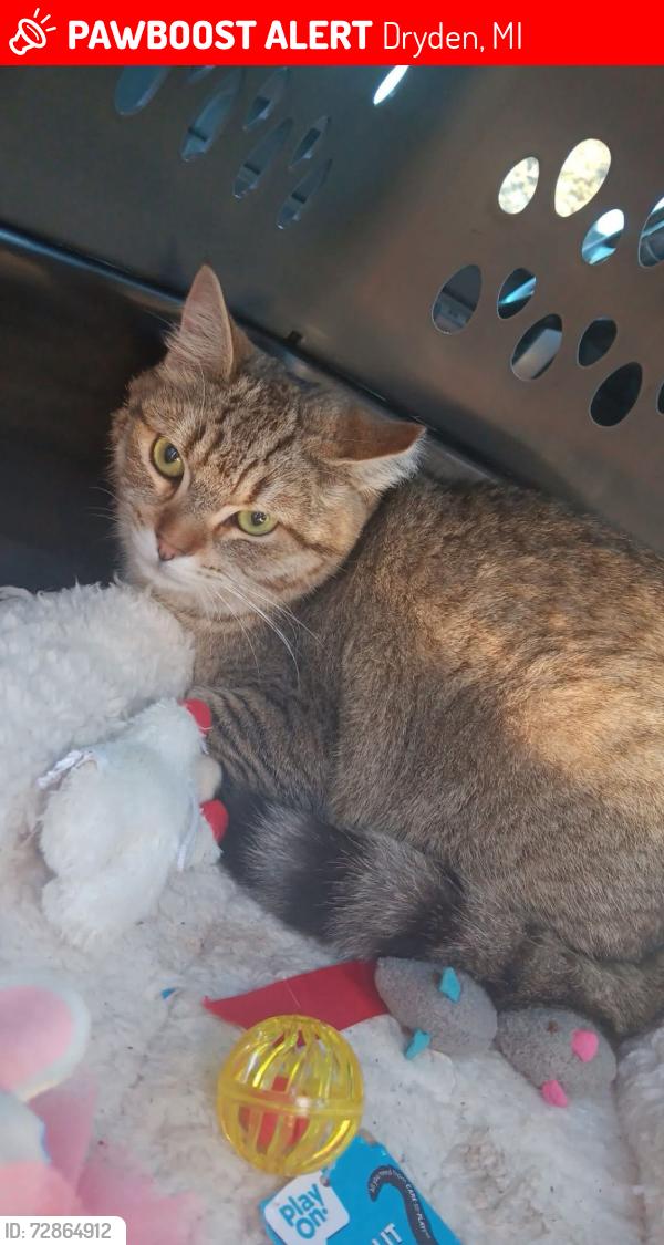Lost Female Cat last seen Dryden road , Dryden, MI 48428
