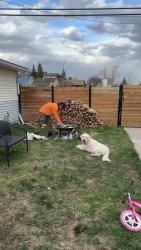 Lost Male Dog last seen Near Waskatenau Cres, Calgary, AB T3C 2X7
