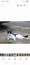 Lost Female Cat last seen Hickory Hill Trail , Richland County, SC 29045