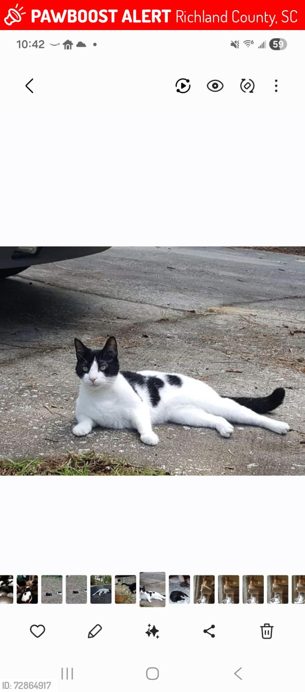 Lost Female Cat last seen Hickory Hill Trail , Richland County, SC 29045