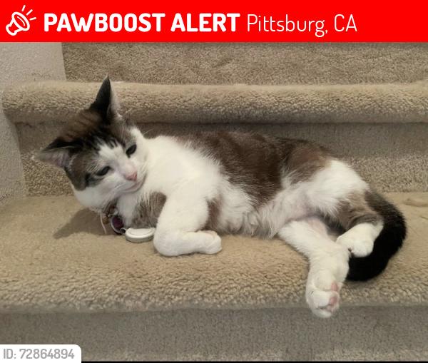 Lost Female Cat last seen Last seen at Tomales Bay Dr. and Montego Bay Ct, Pittsburg, CA 94565