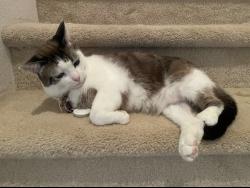 Lost Female Cat last seen Last seen at Tomales Bay Dr. and Montego Bay Ct, Pittsburg, CA 94565