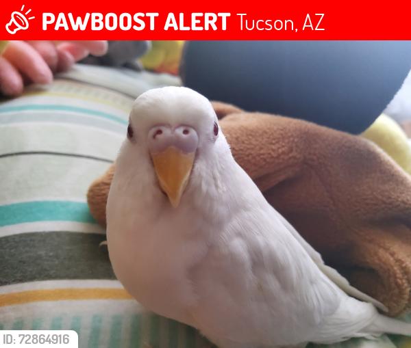 Lost Unknown Bird last seen West curtis road, Tucson, AZ 85705