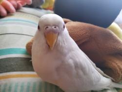 Lost Unknown Bird last seen West curtis road, Tucson, AZ 85705