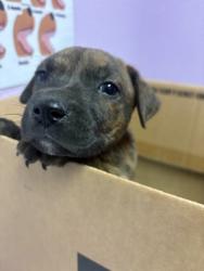 Shelter Stray Male Dog last seen Near TEXAS AVE, EL PASO, TX, 79901, CITY of El Paso, TX, Fort Bliss, TX 79906