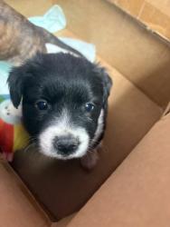 Shelter Stray Female Dog last seen Near TEXAS AVE, EL PASO, TX, 79901, CITY of El Paso, TX, Fort Bliss, TX 79906