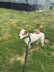 Shelter Stray Male Dog last seen Near Boston Ave, 21222, MD, Baltimore, MD 21230