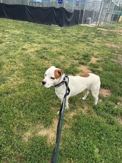 Shelter Stray Male Dog last seen Near Boston Ave, 21222, MD, Baltimore, MD 21230