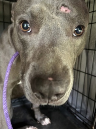 Shelter Stray Male Dog last seen College Park, GA 30349, Atlanta, GA 30336