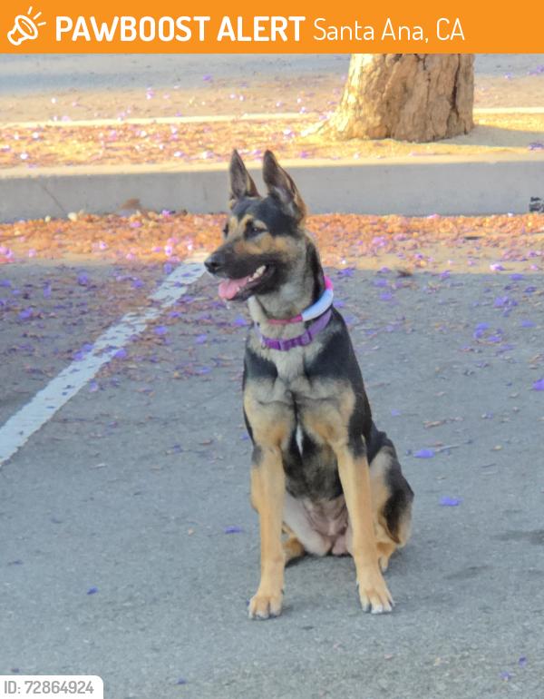Found/Stray Unknown Dog last seen Edinger and Fairview , Santa Ana, CA 92704