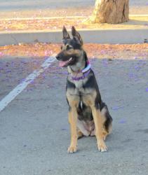 Found/Stray Unknown Dog last seen Edinger and Fairview , Santa Ana, CA 92704