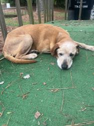 Found/Stray Male Dog last seen High Tower Trl , Newton County, GA 30054