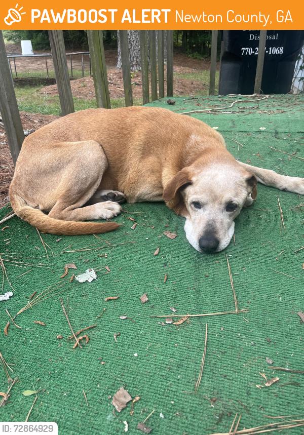 Found/Stray Male Dog last seen High Tower Trl , Newton County, GA 30054