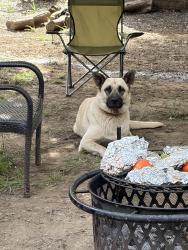Lost Female Dog last seen Near mitc rd, Modesto, CA 95351
