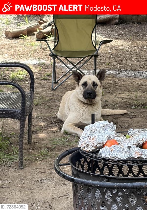 Lost Female Dog last seen Near mitc rd, Modesto, CA 95351