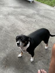 Lost Female Dog last seen Deer Track area, Myrtle Beach, SC 29575