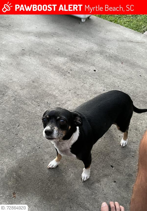 Lost Female Dog last seen Deer Track area, Myrtle Beach, SC 29575