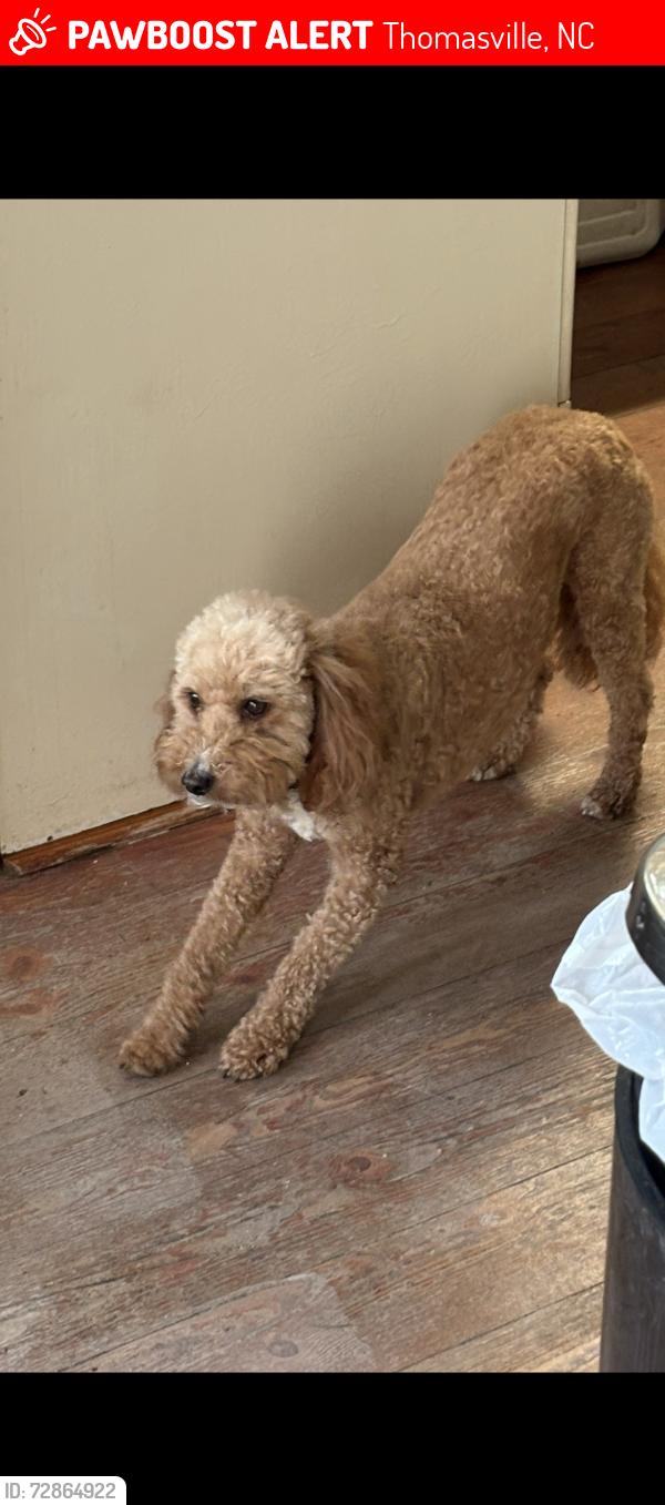 Lost Female Dog last seen Hasty area, westchester, Thomasville, NC 27360