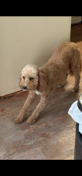 Lost Female Dog last seen Hasty area, westchester, Thomasville, NC 27360