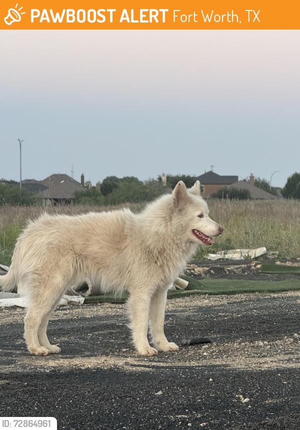 Found/Stray Male Dog last seen in the large field by the 711, Fort Worth, TX 76177