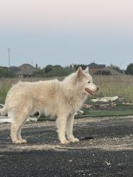 Found/Stray Male Dog last seen in the large field by the 711, Fort Worth, TX 76177