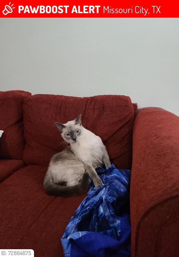 Lost Female Cat last seen Del Clair Circle & Clearbrook Drive, Missouri City, TX 77489