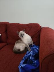 Lost Female Cat last seen Del Clair Circle & Clearbrook Drive, Missouri City, TX 77489