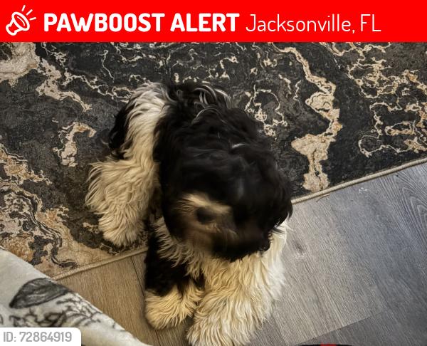 Lost Male Dog last seen 103rd street , Jacksonville, FL 32210