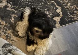 Lost Male Dog last seen 103rd street , Jacksonville, FL 32210