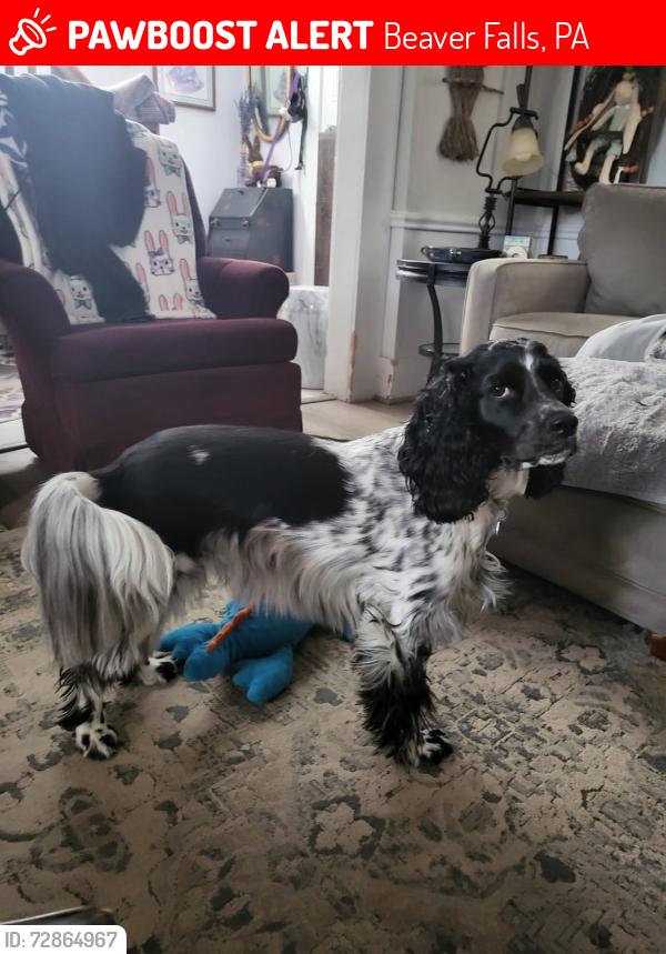 Lost Female Dog last seen stephen hill, Beaver Falls, PA 15010