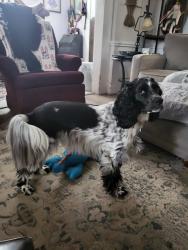 Lost Female Dog last seen stephen hill, Beaver Falls, PA 15010