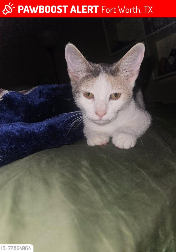 Lost Female Cat last seen Downey dr, Fort Worth, TX 76112