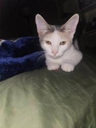 Lost Female Cat last seen Downey dr, Fort Worth, TX 76112