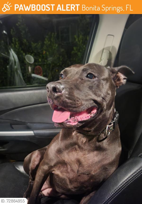 Found/Stray Female Dog last seen West Terry , Bonita Springs, FL 34135