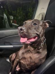 Found/Stray Female Dog last seen West Terry , Bonita Springs, FL 34135