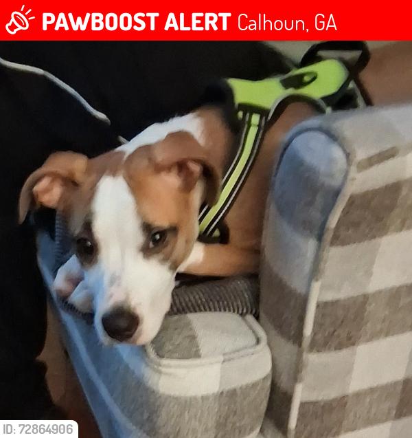 Lost Female Dog last seen Lovebridge Rd SE, Calhoun, GA 30701