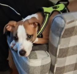 Lost Female Dog last seen Lovebridge Rd SE, Calhoun, GA 30701