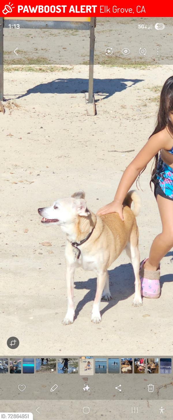 Lost Female Dog last seen Between Sheldon & Calvine near black kite & blackberry, Elk Grove, CA 95624
