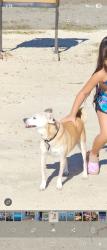 Lost Female Dog last seen Between Sheldon & Calvine near black kite & blackberry, Elk Grove, CA 95624