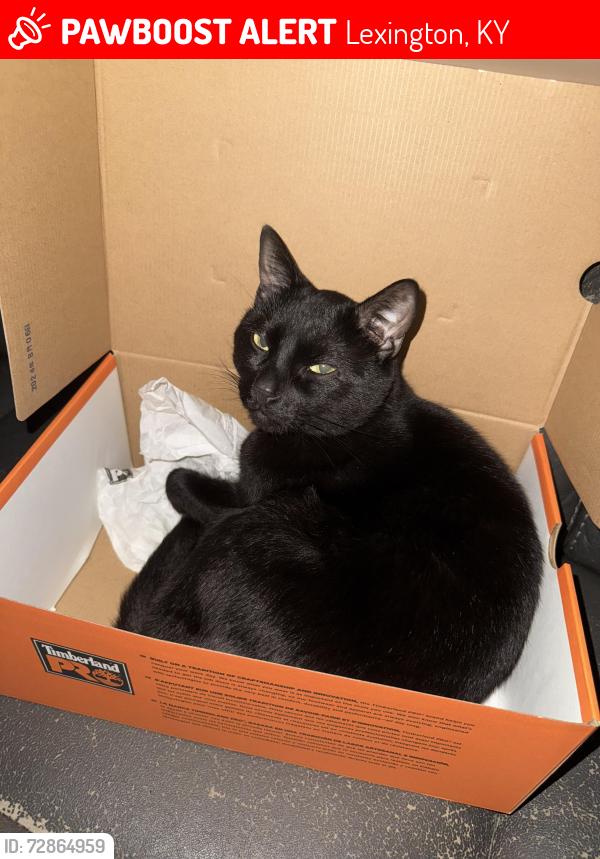 Lost Male Cat last seen Winburn Dr, Lexington, KY 40511