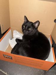 Lost Male Cat last seen Winburn Dr, Lexington, KY 40511