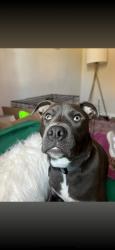 Lost Male Dog last seen drexel and 23rd, Oklahoma City, OK 73112