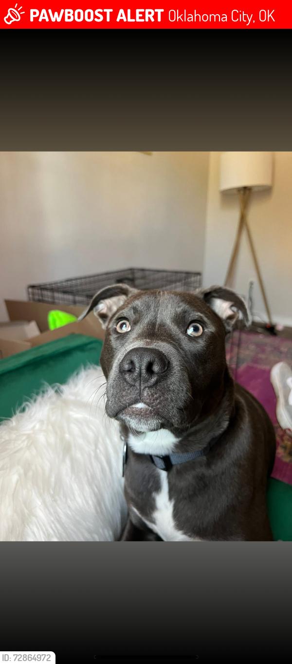 Lost Male Dog last seen drexel and 23rd, Oklahoma City, OK 73112