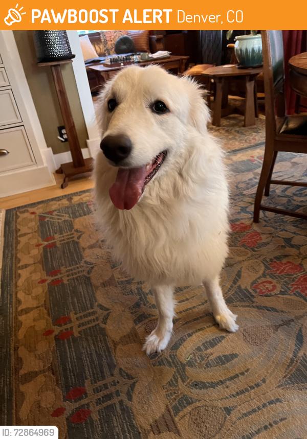 Found/Stray Female Dog last seen Colfax & Quebec, Denver, CO 80220