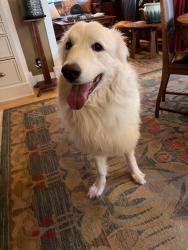 Found/Stray Female Dog last seen Colfax & Quebec, Denver, CO 80220