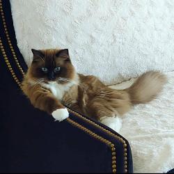 Reunited Male Cat last seen 5th Ave SW & 178th , Normandy Park, WA 98166