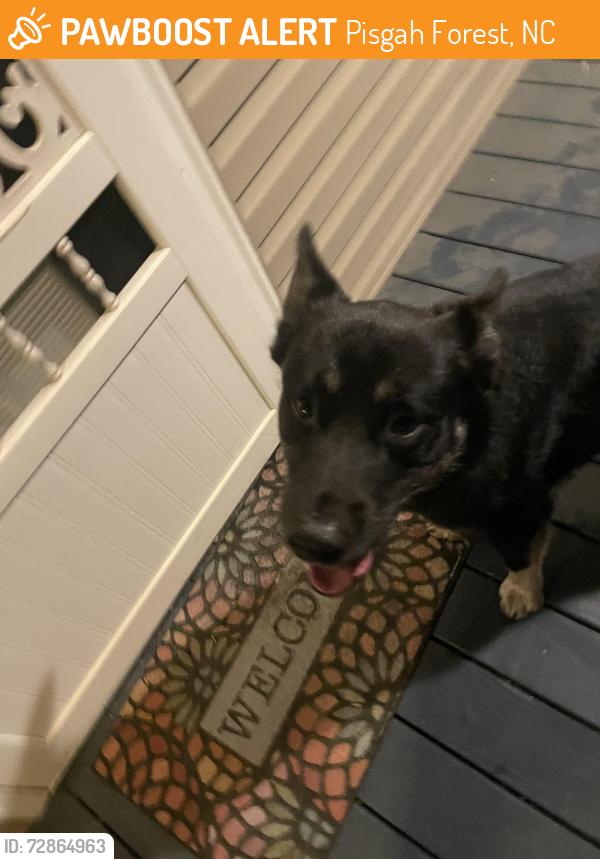 Found/Stray Male Dog last seen Near Covered Bridge Ln, Pisgah Forest, NC 28768
